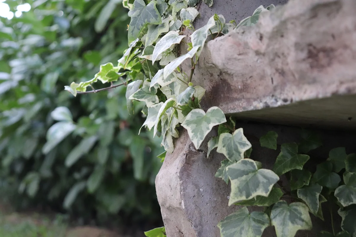 Les 5 étapes pour construire votre jardin vertical